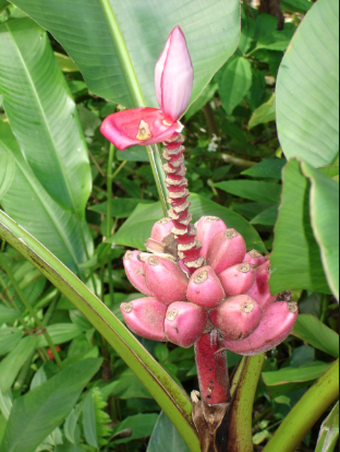 fleur de la Réunion