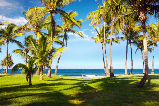 plage de grand anse avec des cocotiers
