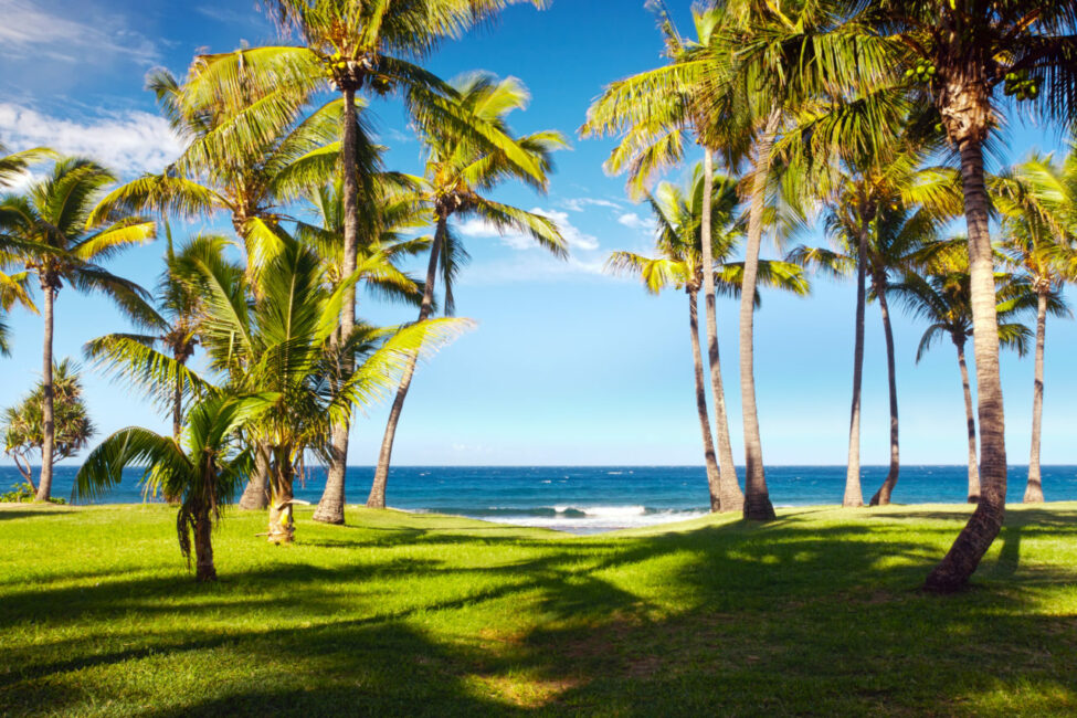 Plage de Grande-Anse – Ile de La Réunion plage de grand anse avec des cocotiers