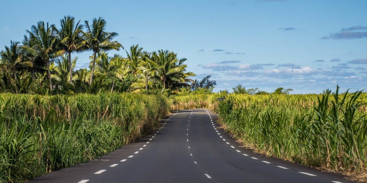 Champs de canne à sucre Réunion un un jour