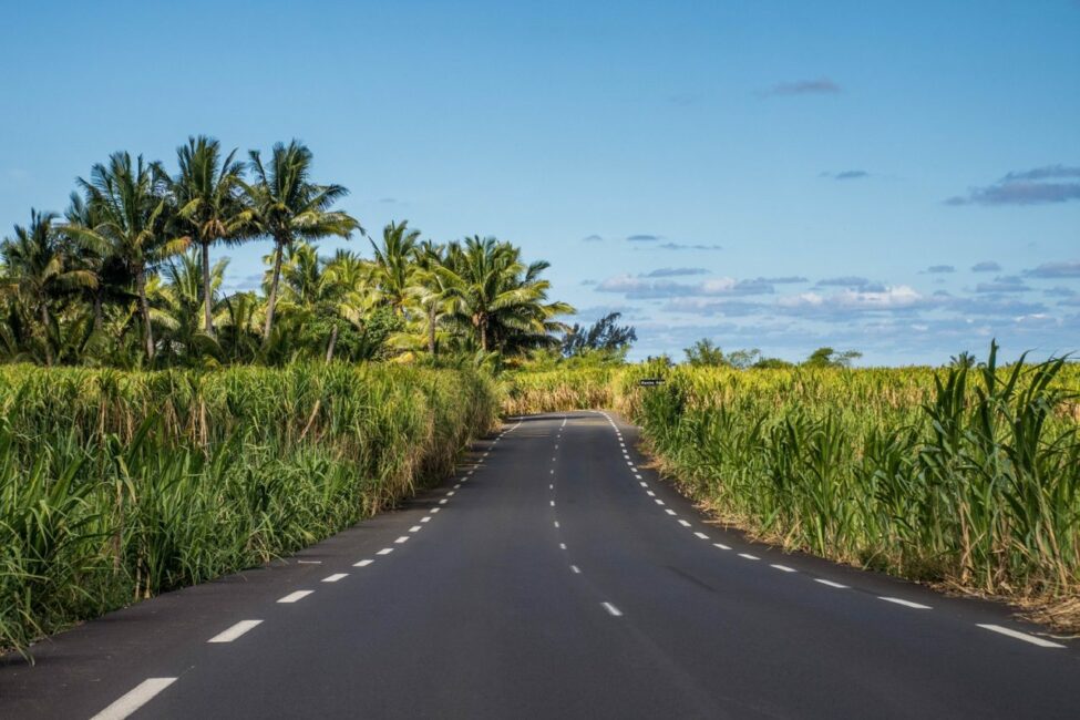Champs de canne à sucre Réunion un un jour