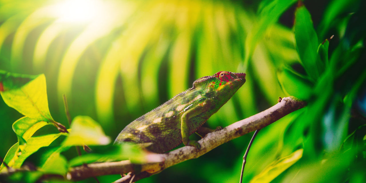 Colorful chameleon named » lendormi » by the Reunionese, hidden in the vegetation