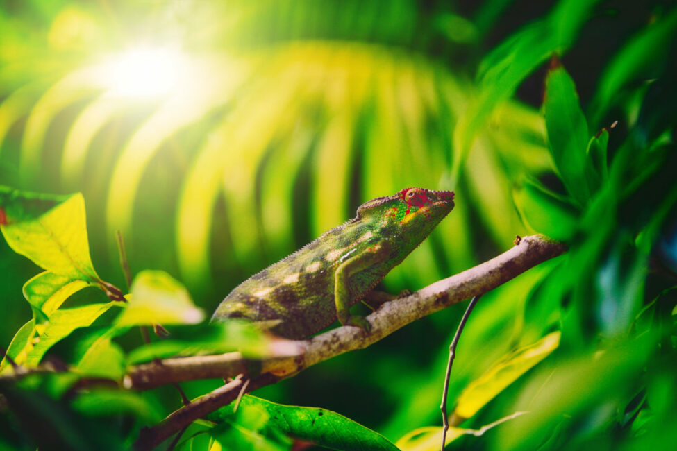 Colorful chameleon named  » lendormi  » by the Reunionese, hidden in the vegetation