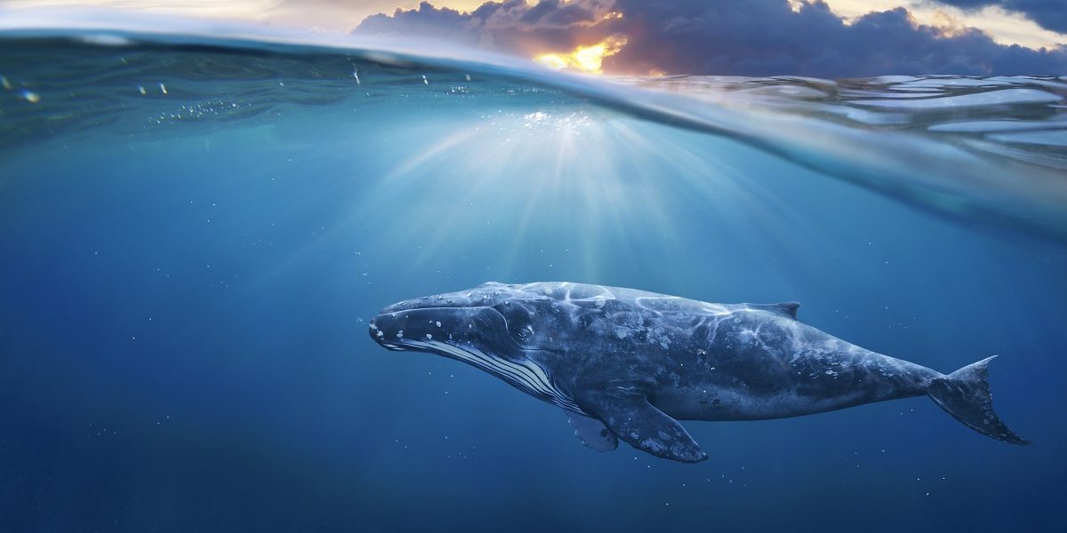 voir des baleine à La Réunion voir des baleine à La Réunion