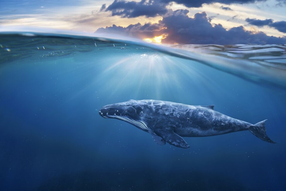voir des baleine à La Réunion voir des baleine à La Réunion