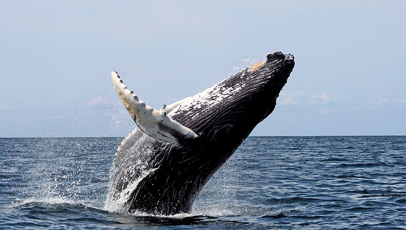 baleines Réunion